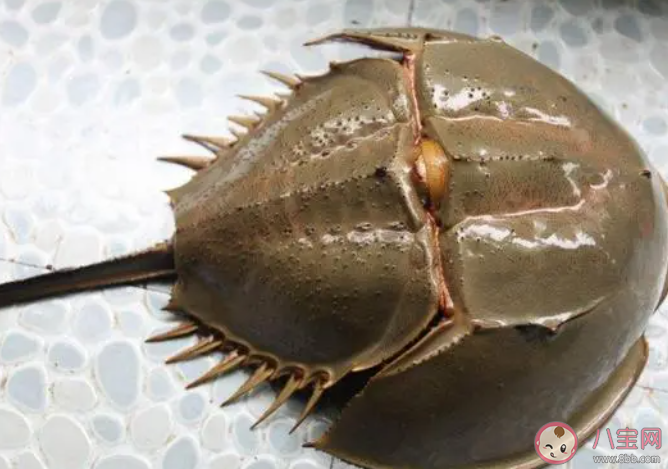 被称为海底鸳鸯的是 神奇海洋3月17日答案 被称为海底鸳鸯的是 神奇海洋3月17日答案