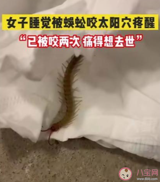 女子睡觉时被10厘米蜈蚣咬太阳穴是怎么回事 被蜈蚣咬了会怎么样