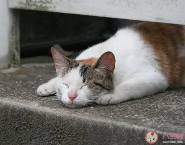 流浪猫能喂熟吗 要不要收养流浪猫