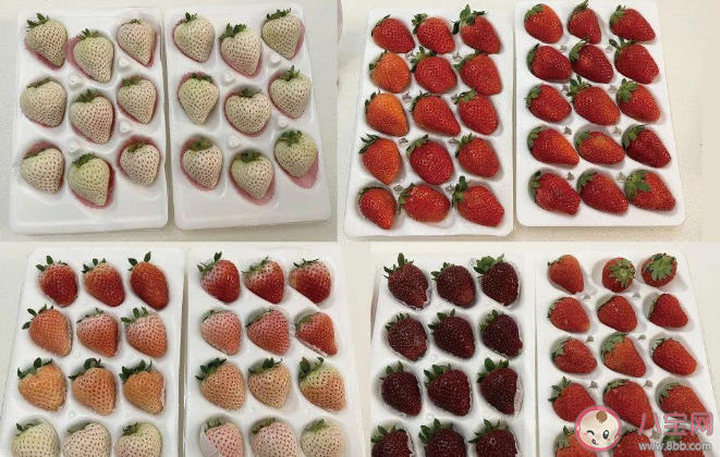 白草莓比红草莓更好吃吗 草莓有几种颜色 白草莓比红草莓更好吃吗 草莓有几种颜色