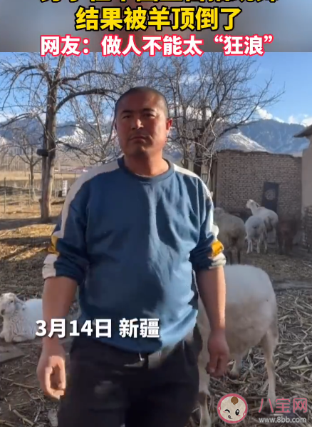 男子镜头前嗨舞被羊顶翻是怎么回事 羊为什么会顶人 男子镜头前嗨舞被羊顶翻是怎么回事 羊为什么会顶人