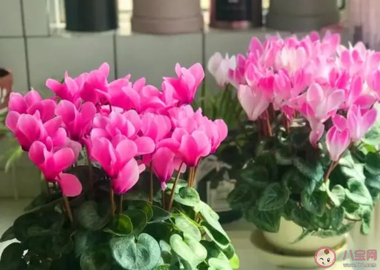 报春花长得像兔耳朵被称为兔子花的是 蚂蚁庄园3月18日答案介绍 报春花长得像兔耳朵被称为兔子花的是 蚂蚁庄园3月18日答案介绍