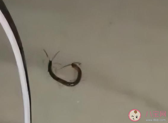 女子睡觉时被10厘米蜈蚣咬太阳穴是怎么回事 被蜈蚣咬了会怎么样