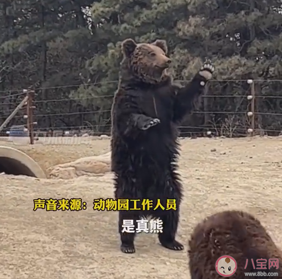 动物园棕熊能懂人话被质疑是人假扮 棕熊有多聪明 动物园棕熊能懂人话被质疑是人假扮 棕熊有多聪明