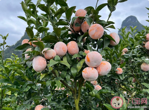 脏脏柑为什么这么脏 脏脏柑外面的白色是什么