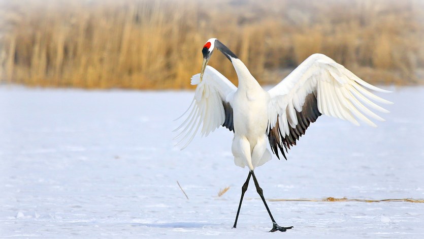 我完全支持我儿子不结婚或不要生育 婚姻 不结婚 不生育 第1张 我完全支持我儿子不结婚或不要生育 婚姻 不结婚 不生育 第1张