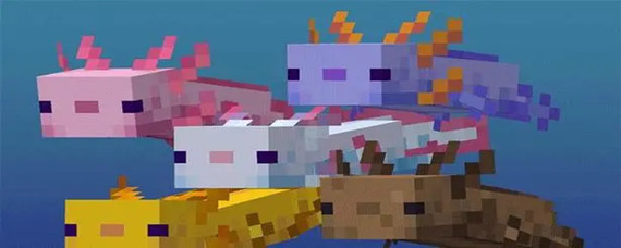 我的世界美西螈怎么繁殖