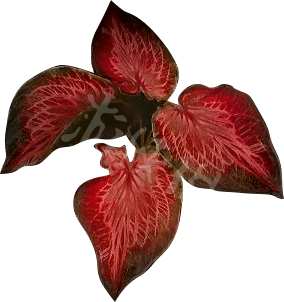 艾尔登法环动脉叶怎么获得?老头环动脉叶获取方法一览