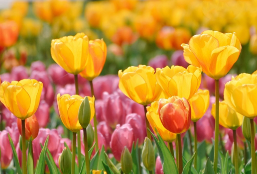 2022武汉解放公园郁金香花展什么时候结束1