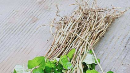 怎么去除鱼腥草的鱼腥味2