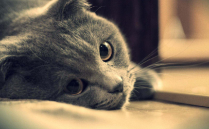 猫咪能看到主人的样子吗3