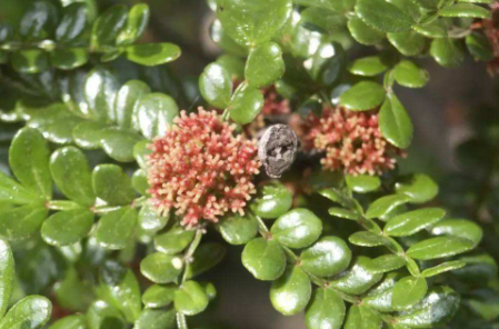 胡椒木放室内可以么1