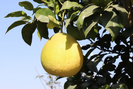 文旦柚为什么麻嘴3