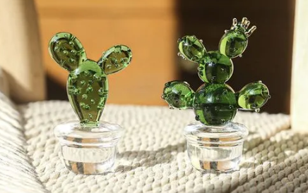 创意多肉如何栽培3