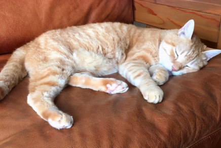 猫咪为什么在主人睡觉的时候叫1