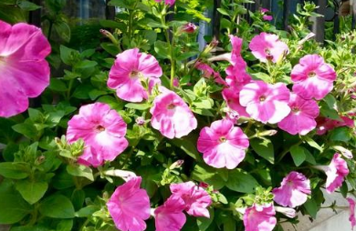 矮牵牛花能直接用种子种吗3