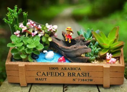 创意多肉如何栽培1