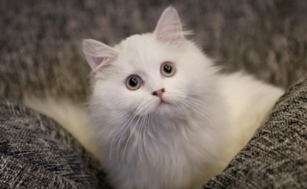 猫咪能看到主人的样子吗2