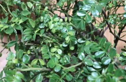 胡椒木放室内可以么3