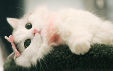 猫咪能看到主人的样子吗1