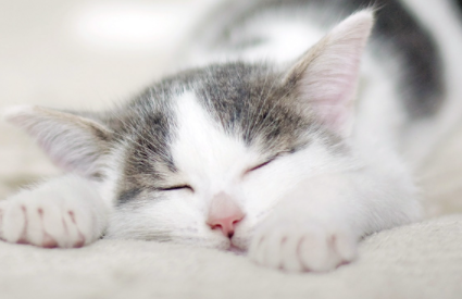 猫咪为什么在主人睡觉的时候叫2