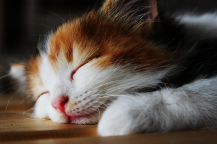 猫咪为什么在主人睡觉的时候叫3