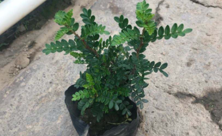 胡椒木放室内可以么2