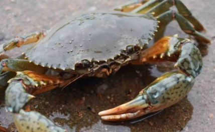 青蟹蒸好可以放第二天吃吗1