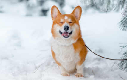 狗在零下多少度没事1