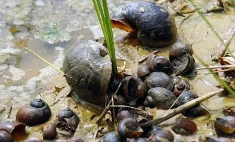 福寿螺长什么样子图片1