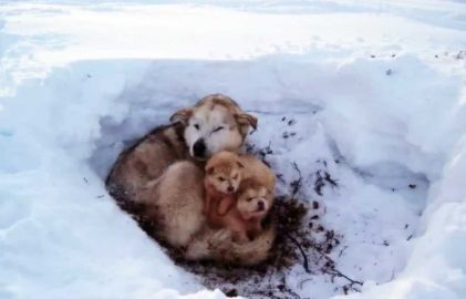 狗在零下多少度没事2