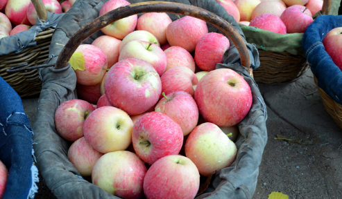 嘎啦苹果好吃吗2