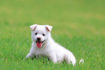 狗在零下多少度没事3