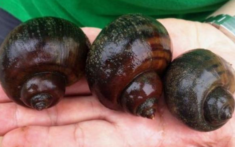 怎么消灭福寿螺而不伤鱼虾2