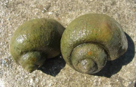 怎么消灭福寿螺而不伤鱼虾1