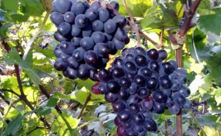 刚买的提子有酒味是坏了吗1