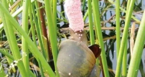 怎么消灭福寿螺而不伤鱼虾3