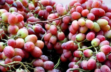 刚买的提子有酒味是坏了吗3