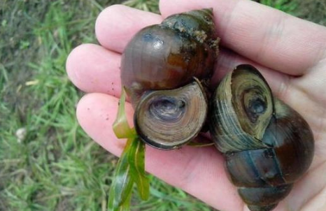 福寿螺长什么样子图片2