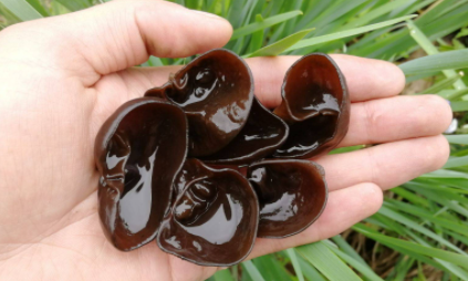 6年的干木耳还能吃吗3