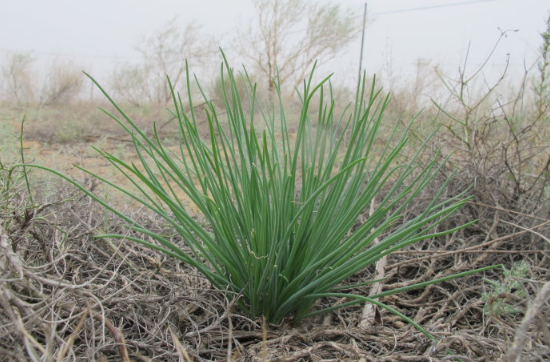 沙葱冷冻可以储存吗1