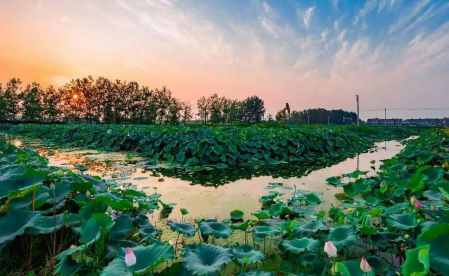 大暑是中伏还是头伏20221