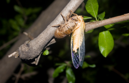 知了跟蝉一样吗3