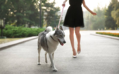 夏天遛狗是不是可以减少时间3