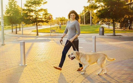 夏天遛狗是不是可以减少时间2