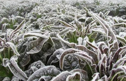 2021年末还会有寒潮吗3