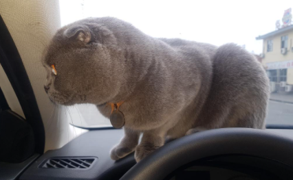 为什么猫坐车会张嘴吐舌头2