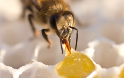 人们取了蜂蜜后蜜蜂还有得吃吗1