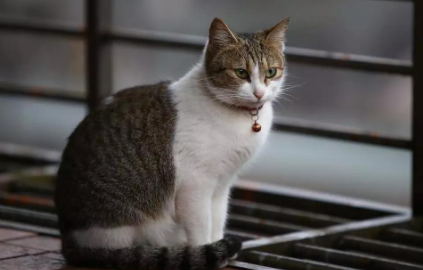 为什么猫坐车会张嘴吐舌头1