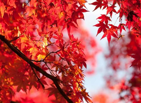 2021年寒露是几月几日几点几分2